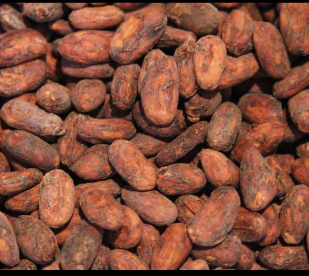 COCOA BEANS